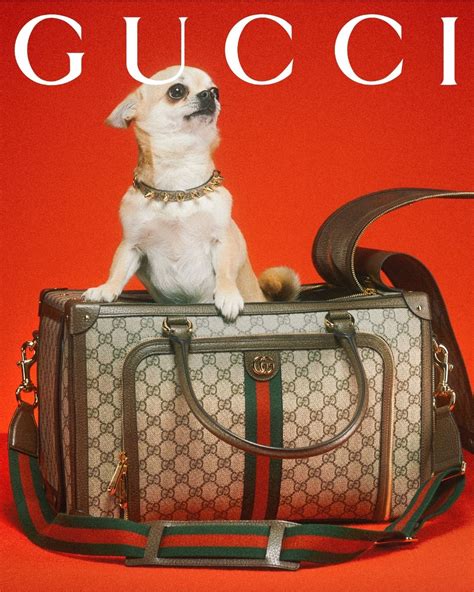 gucci portachiavi cani|gucci dog collection.